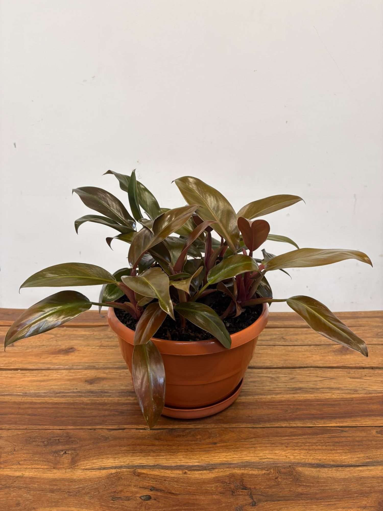 Philodendron 'Imperial Red'