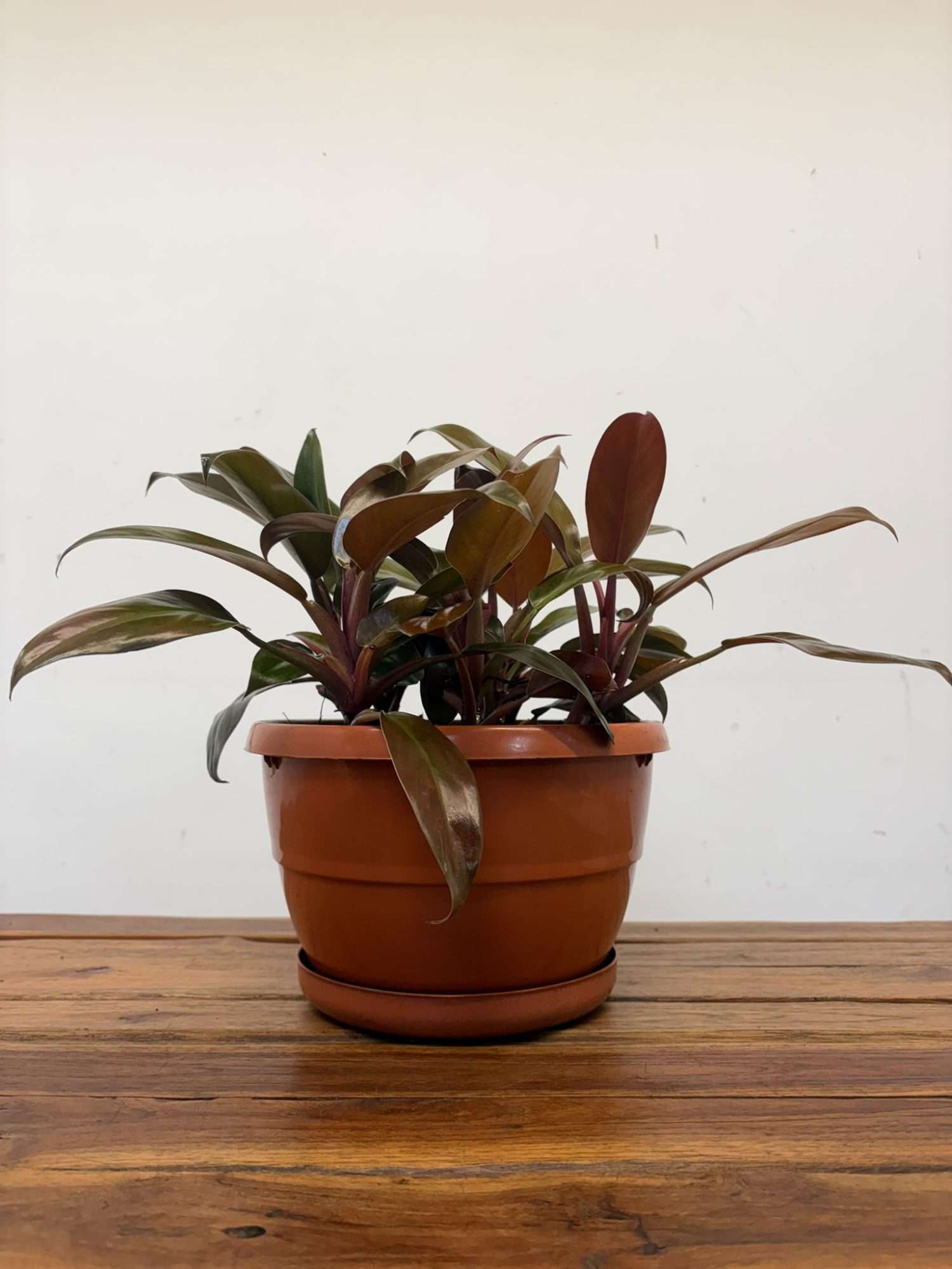 Philodendron 'Imperial Red' - Image 2