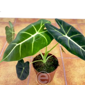 Alocasia Frydek