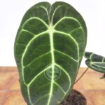 Anthurium Clarinervium