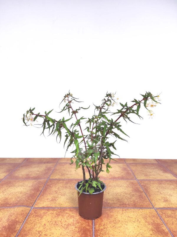 Begonia Tripartida - Image 2