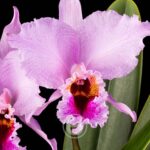 Cattleya Percivaliana - Sem Flor