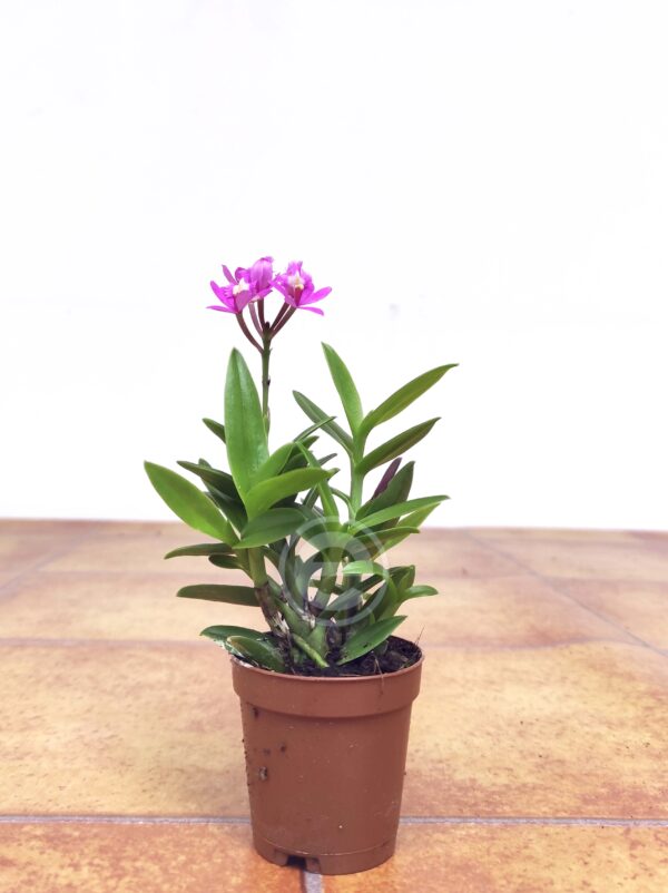 Epidendrum Rosa V.9 - Image 2