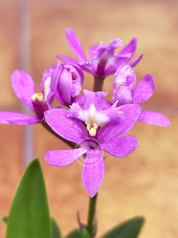 Epidendrum Rosa V.9
