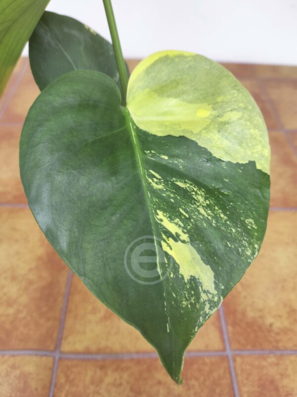 Monstera Aurea