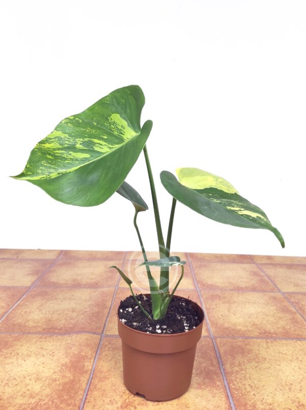Monstera Aurea - Image 2