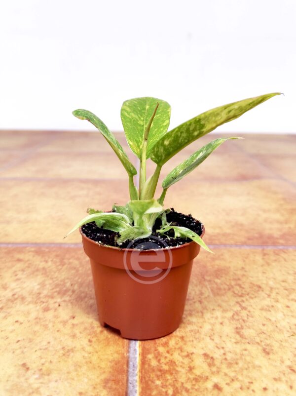 Philodendron Ring of Fire - Image 2