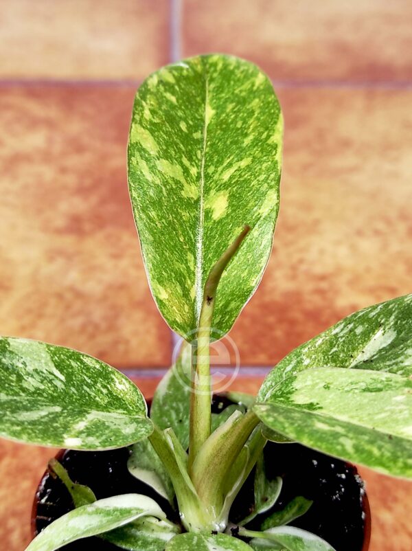 Philodendron Ring of Fire