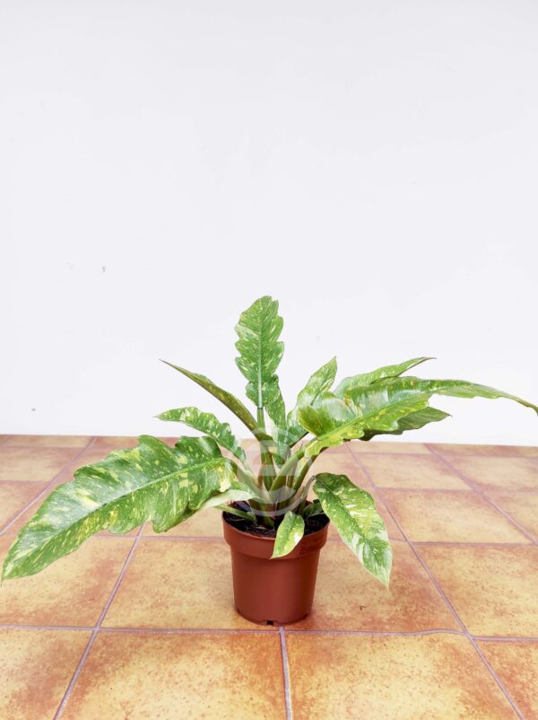 Philodendron Ring of Fire - Image 2