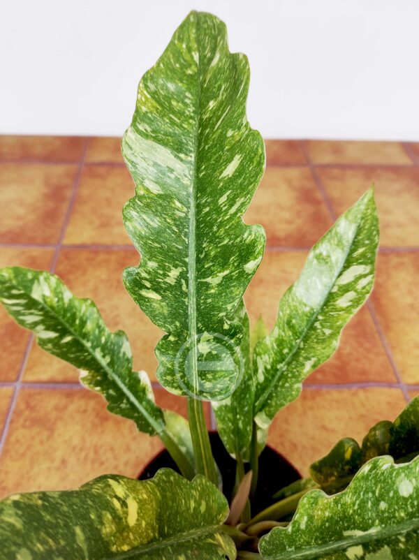 Philodendron Ring of Fire