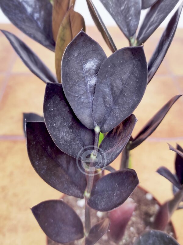Zamioculca Zamiifolia Raven Black