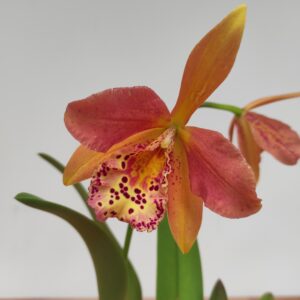Cattleya 1 haste