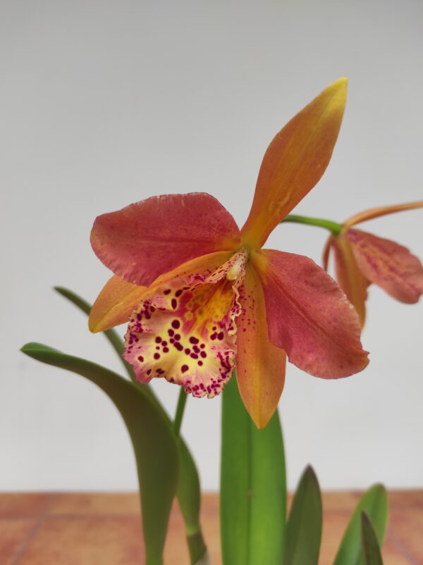 Cattleya 1 haste