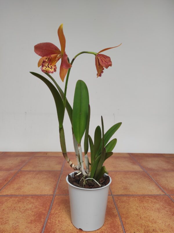 Cattleya 1 haste - Image 2