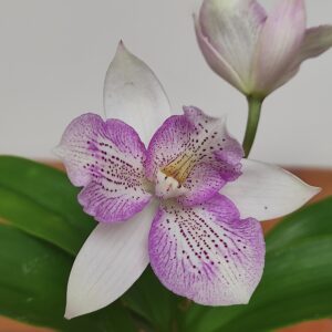 Cattleya