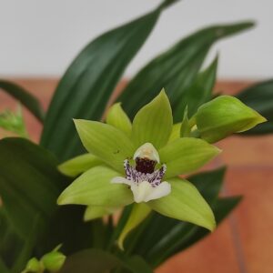 Promadisanthus