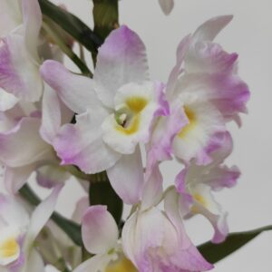 Dendrobium Nobile