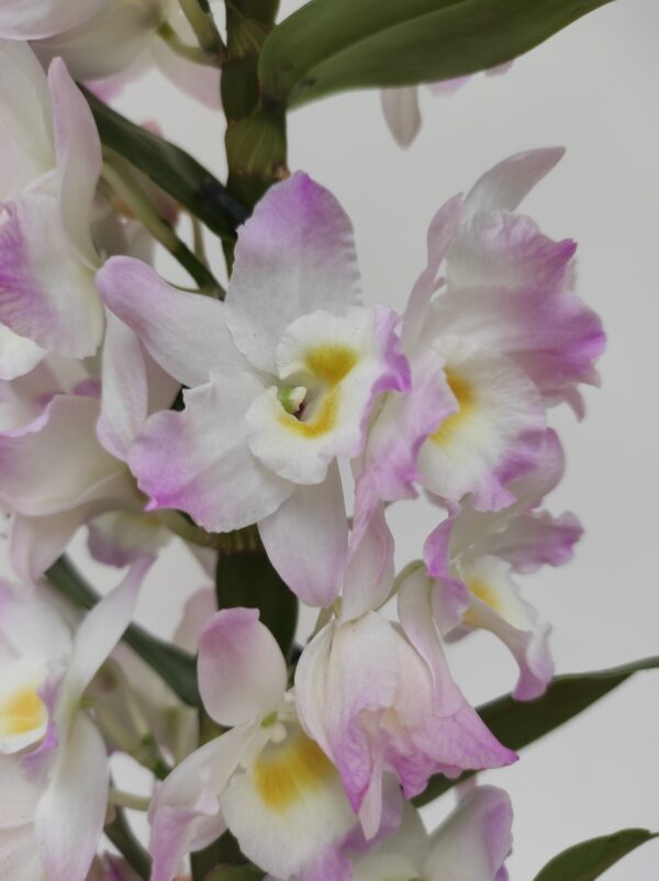 Dendrobium Nobile