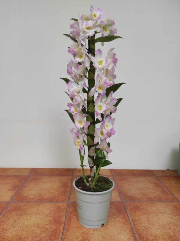 Dendrobium Nobile - Image 2
