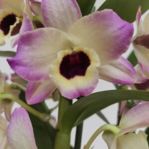 Dendrobium Nobile