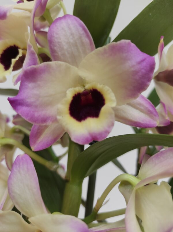 Dendrobium Nobile