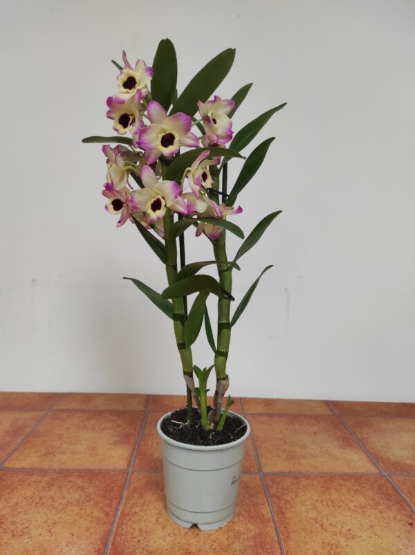 Dendrobium Nobile - Image 2