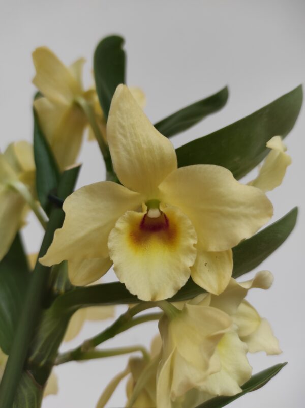 Dendrobium Nobile