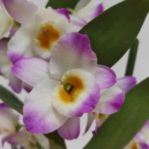 Dendrobium Nobile