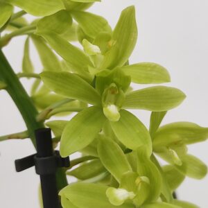 Grammatophyllum Scriptum
