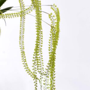 Dendrochilum Filiforme
