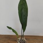 Stanhopea Tigrina - Sem flor