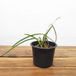 Dendrobium Teretifolium - Sem flor