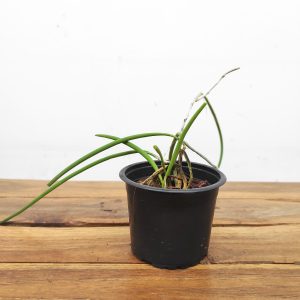 Dendrobium Teretifolium - Sem flor