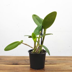 Cattleya Intermedia F. Coerulea – Sem flor