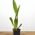 Rhyncholaeliocattleya Chinese Beauty 'Orchid Queen' – Sem flor