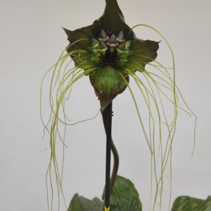 Tacca Chantrieri