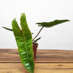 Philodendron Billietiae