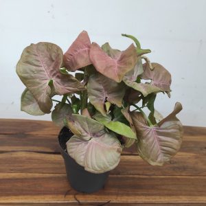 Syngonium 'Neon'