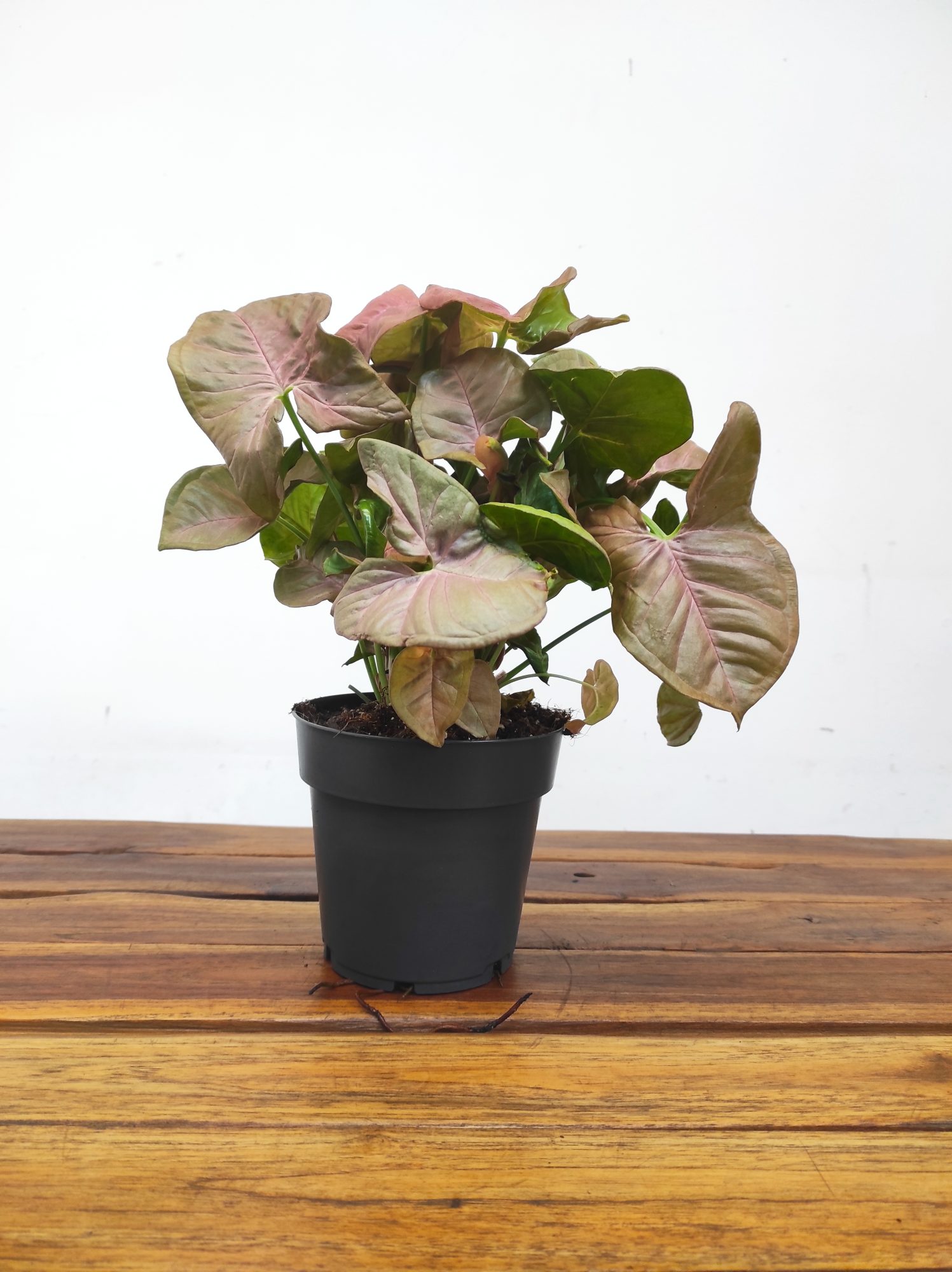 Syngonium 'Neon' - Image 2