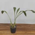 Gongora Gratulabunda - Sem Flor