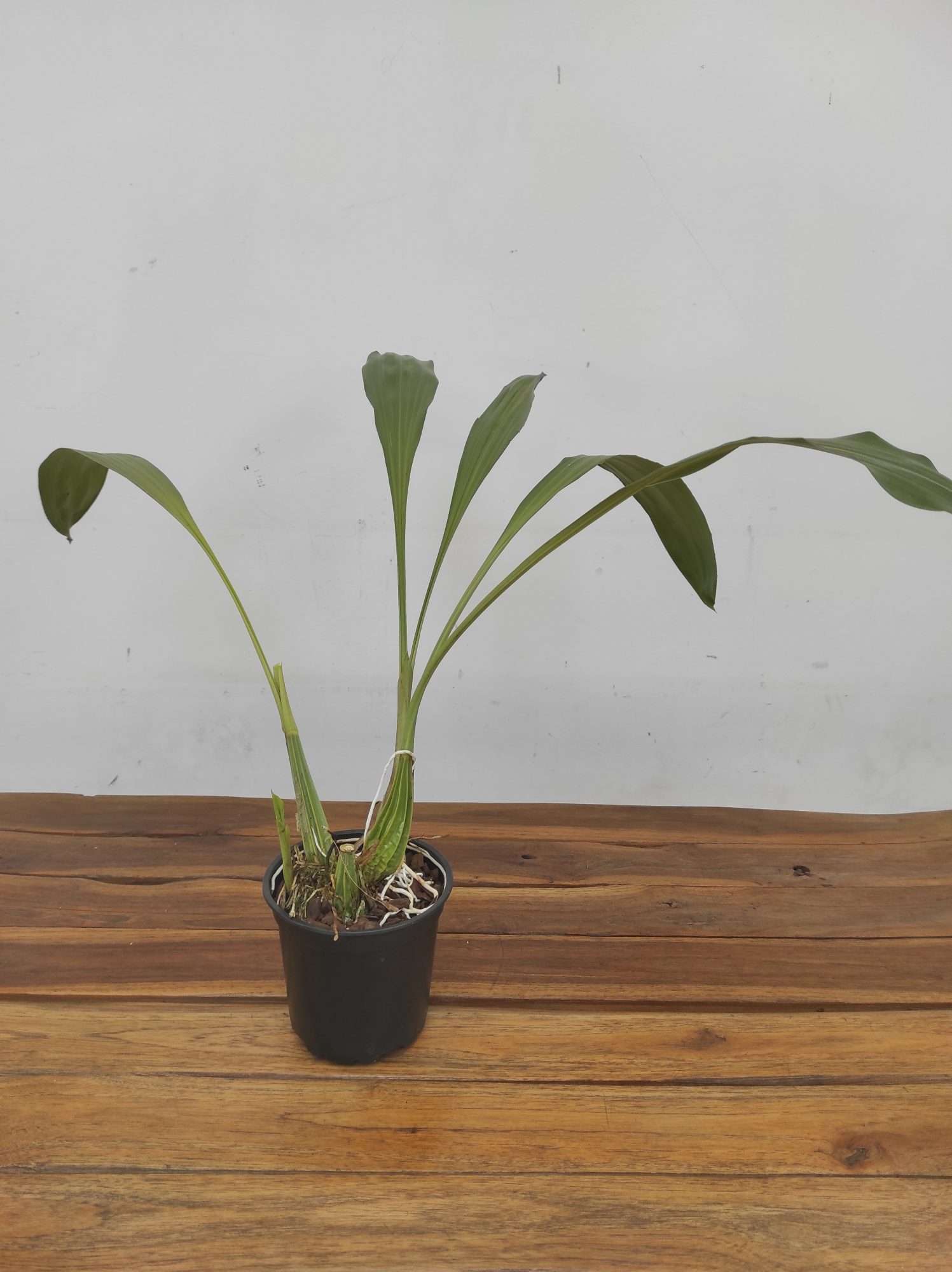 Gongora Gratulabunda - Sem Flor