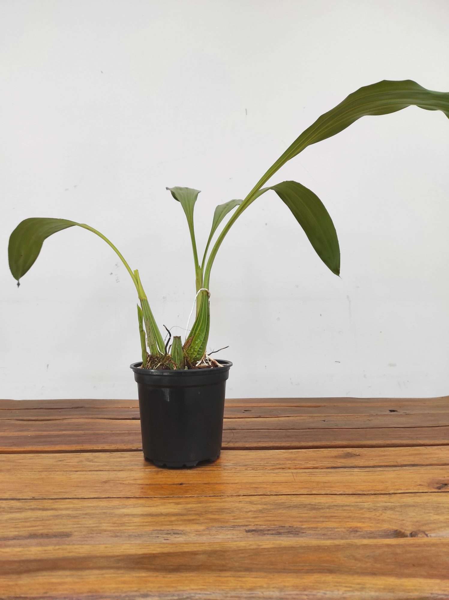 Gongora Gratulabunda - Sem Flor - Image 2