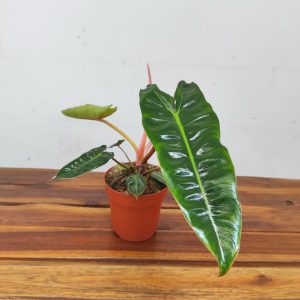 Philodendron Billietiae
