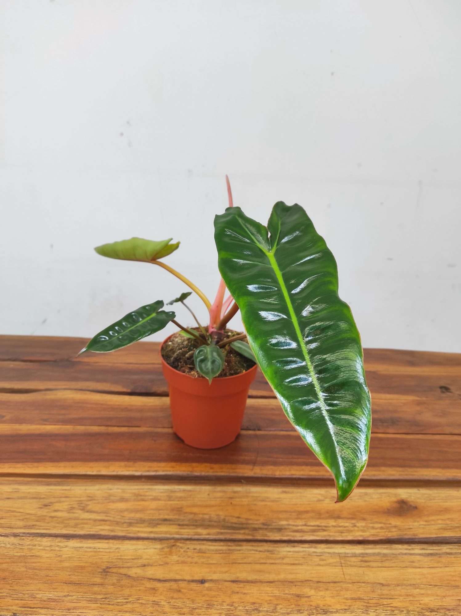 Philodendron Billietiae