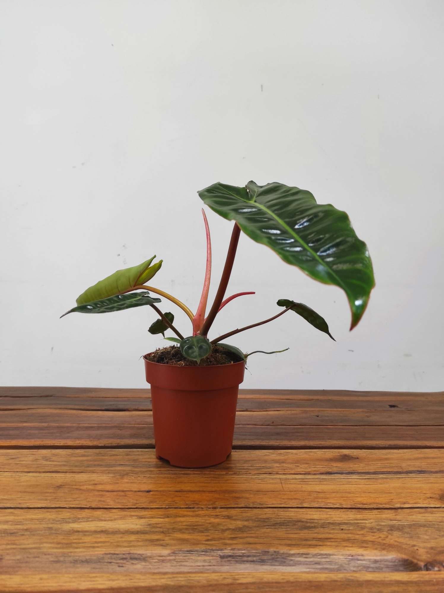 Philodendron Billietiae - Image 2