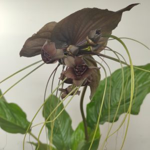 Tacca Chantrieri