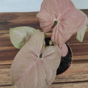 Syngonium 'Neon'