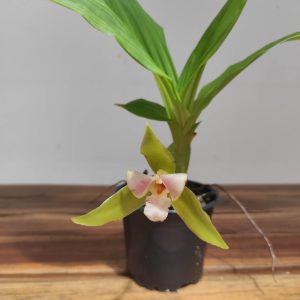 Lycaste x Niesseniae - Sem Flor