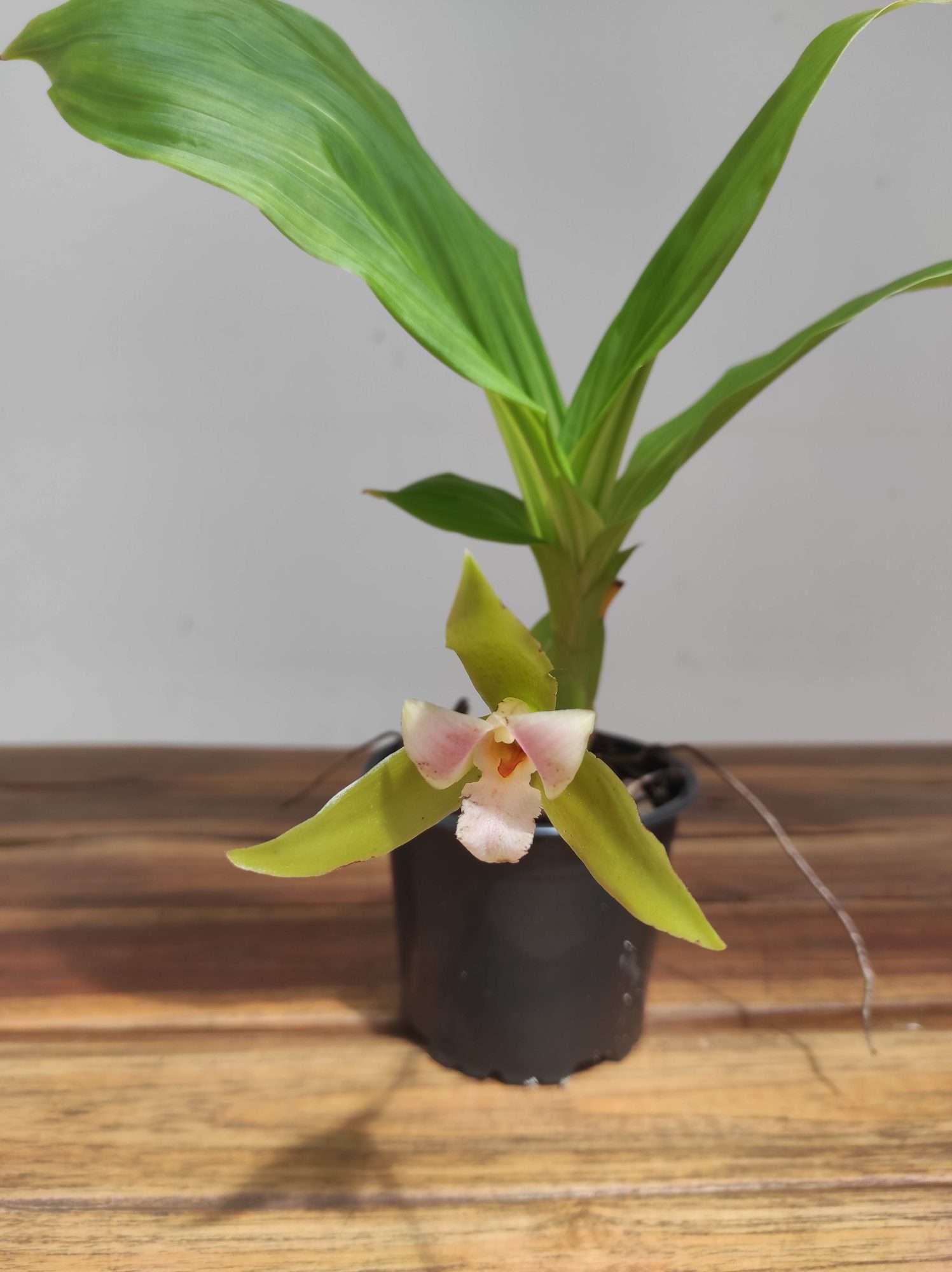 Lycaste x Niesseniae - Sem Flor