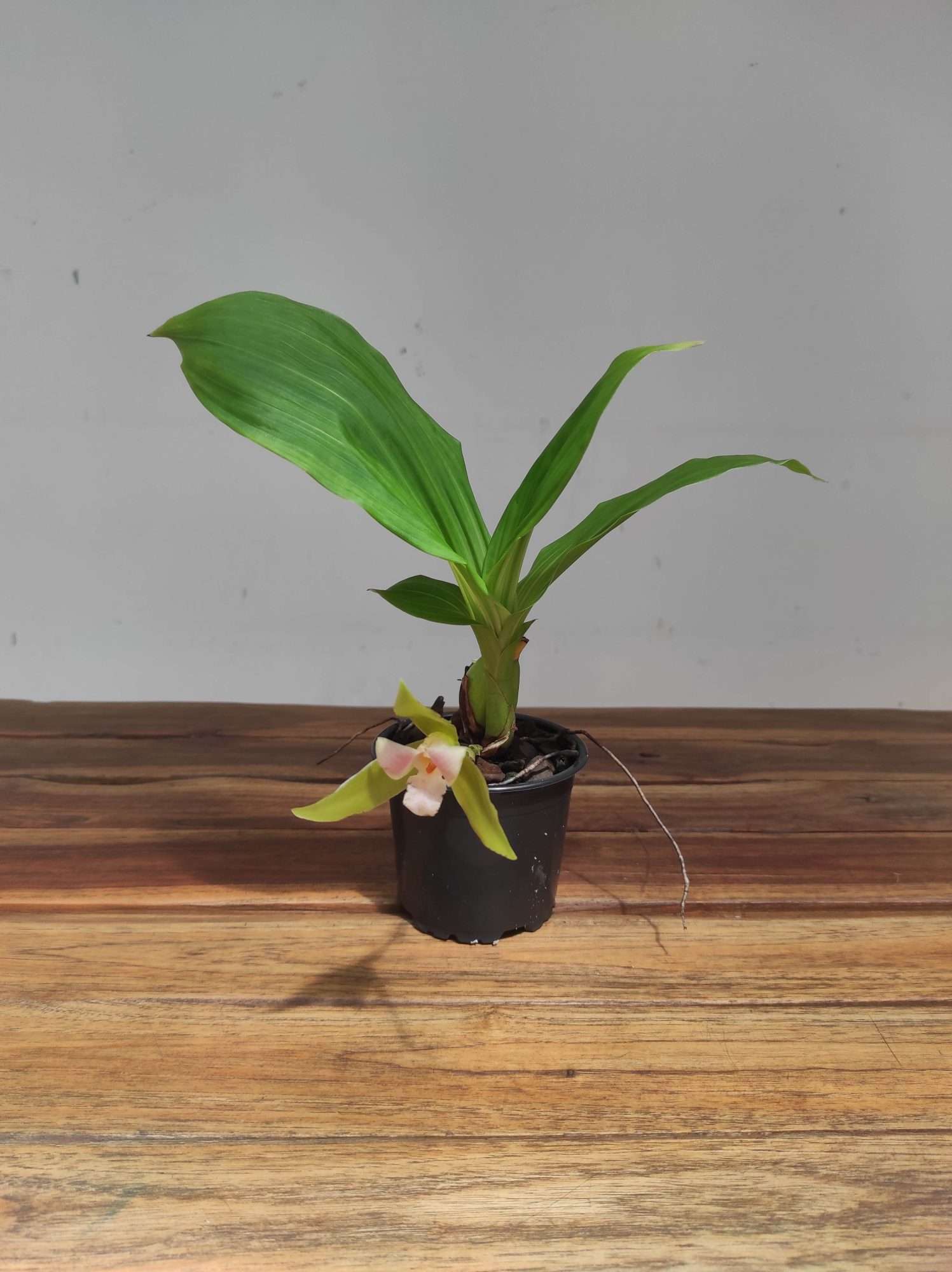 Lycaste x Niesseniae - Sem Flor - Image 2